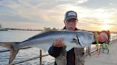 Fishermen finding fast-paced bluefish action right outside the Jersey Shore inlets