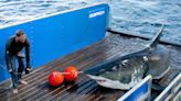 Where sharks roam: Ocearch launches from new Mayport homeport on 46th expedition