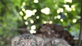 Adorable Pallas's Cat kittens unveiled at Cotswold Wildlife Park on International Cat Day