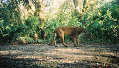 Florida in 50 years: Study says land conservation can buffer destructive force of climate change