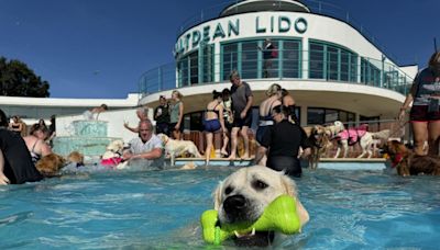 Dozens of golden retrievers take a dip in historic lido to kick off 'Dogtember'