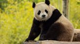 New giant pandas coming to National Zoo later this year - Washington Business Journal