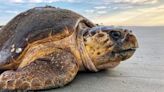 Nesting sea turtle on Anna Maria Island hit, killed by car, group says