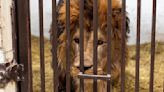 Animal Welfare Orgs Are Trying to Help These Lions Escape Ukraine