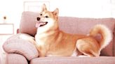 PleasrHouse Auctioning Couch from Original Doge Meme