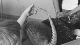 Leprosy-causing bacteria found in armadillo specimens highlight value of museum collections for tracking pathogens