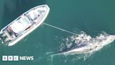 Entangled whale freed from nets after four-day rescue