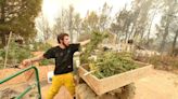 94 per cent of California’s cannabis farms are at risk from wildfire