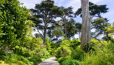 Wildlife officials kill coyotes after girl attacked by animal at Golden Gate Park in San Francisco