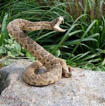 What dog owners need to know about rattlesnake season | Performance K9 ...