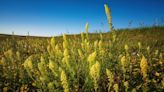 Farmers paid to protect nature in dramatic overhaul of subsidies scheme