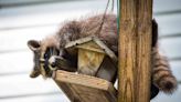 How to Keep Raccoons Out of Bird Feeders: 4 Ways