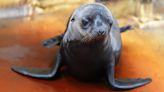 Scottish safari park welcomes sea lion pup with adorable Loch Ness Monster name