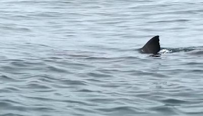 Video: Huge great white shark follows Half Moon Bay kayakers