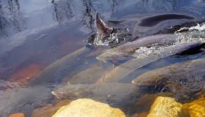 Lake sturgeon will not be listed under Endangered Species Act, so spearing will continue in Wisconsin