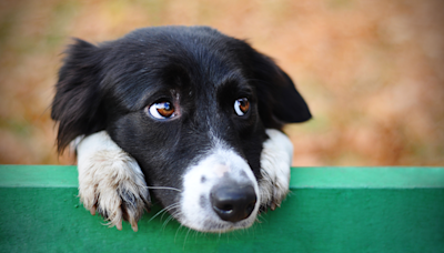 Rescue Border Collie's Obsession with Cuddling Is Enough to Make Anyone Melt