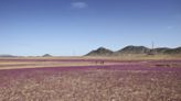 Marea morada: lluvias atípicas hacen florecer el desierto de Atacama, el más seco del planeta