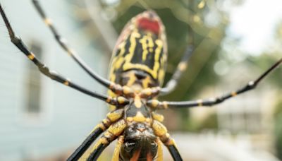 Giant venomous flying spiders headed for New York