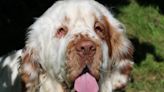 Spaniel given second chance at life after a facelift corrected his vision