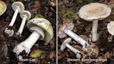 Fungus among us: East Bay Park District puts out annual wild mushroom warning