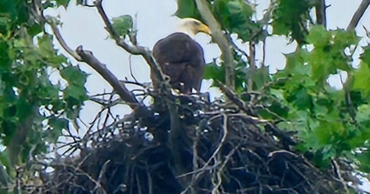 2 bald eaglets hatch near White Rock lake