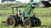 México produce café, tomate y amapola con mano de obra infantil: EU