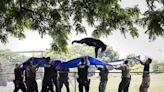 WATCH: A tranquilized black bear takes a dive from a tree, falls into a waiting tarp