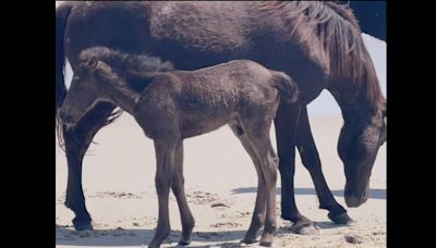 Once-ostracized wild horse seen wandering NC Outer Banks is now a mom, photos show
