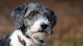 Rescue Doodle Slowly Learning to Play with Toys After Realizing She's Safe Is Everything