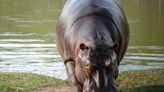 Investigan a funcionaria del santuario en México que busca llevarse hipopótamos