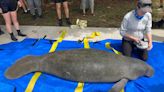 Tampa manatee rescued from starvation, begins rehabilitation