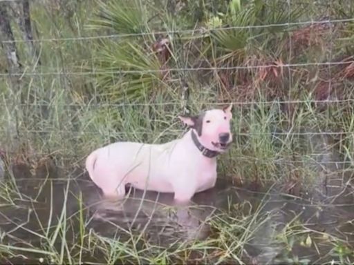 Abandoned dog left tied to fence on side of I-75 hours before Hurricane Milton hits