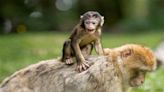 Un grupo de arqueólogos descubren que en Alemania vivía la especie de mono más pequeña que se conoce