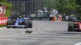 Fórmula 1: de la marmota que cruza la pista a la broma de Verstappen a Hamilton en el GP de Canadá