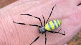 Así es la araña Joro que invade Estados Unidos: tiene la capacidad de “volar” y resalta por su color amarillo - La Tercera