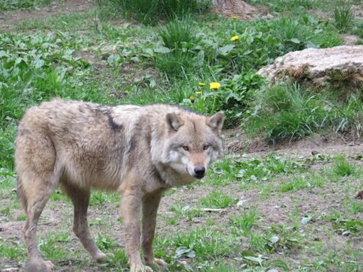 Zoo de Thoiry : Comment la victime s’est-elle retrouvée dans l’enclos des loups ?