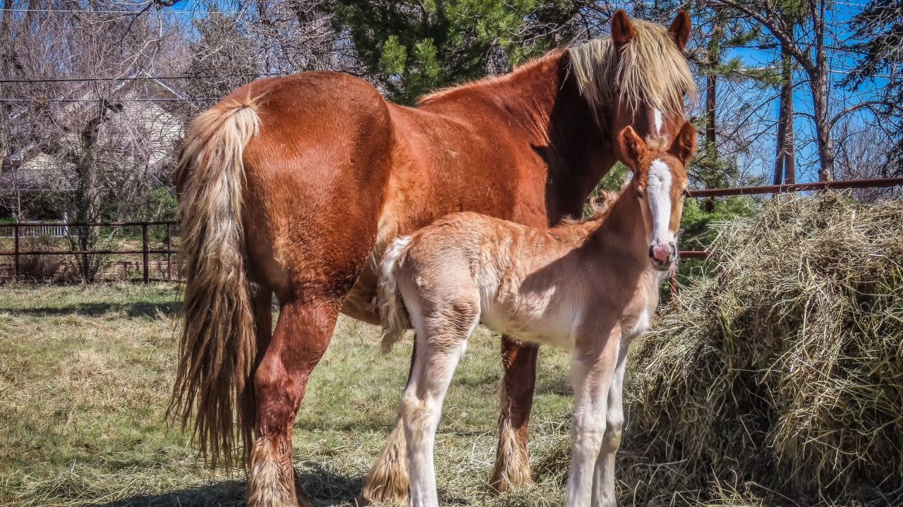 Where’s Shindig? 4-week-old foal missing from Boulder County farm