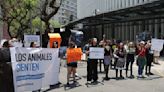 Activistas protestan contra maltrato animal afuera del Senado