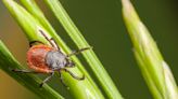 How to remove a tick: Use this step-by-step guide to get rid of clinging pests