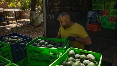Michoacán reinició la certificación de aguacate y mango para la exportación a EEUU