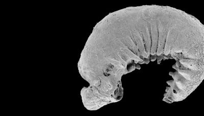 520-Million-Year-Old Fossilized Larva Found With Preserved Brain And Guts