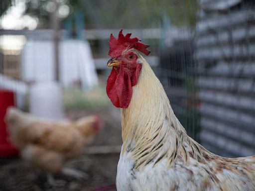 South Texas man charged with killing uncle over pet roosters