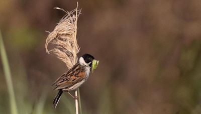 Reed buntings breed for first time in 27 years