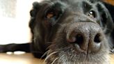 Dogs can detect COVID-19 better than tests, study shows