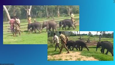 IAS officer shares video of baby elephants on morning walk in Tamil Nadu elephant camp