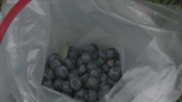 Thousands of blueberries picked on opening day at Bridgman’s Farm