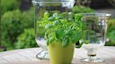 Gardening: Babying your basil plants