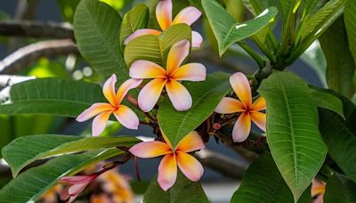 El árbol de hermosas flores de colores que jamás levanta la banqueta y da mucha sombra