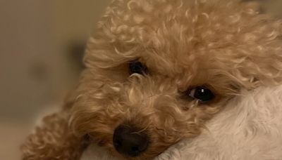 EXCLUSIVE: Toy poodle named Papaya mauled to death by larger dog in San Francisco