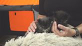 Fetch ME a Home: Kitten season is here at Midcoast Humane